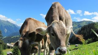 Une randonneuse autrichienne a été tuée par la charge d'un troupeau de vaches. Une randonneuse autrichienne a été tuée par la charge d'un troupeau de vaches.